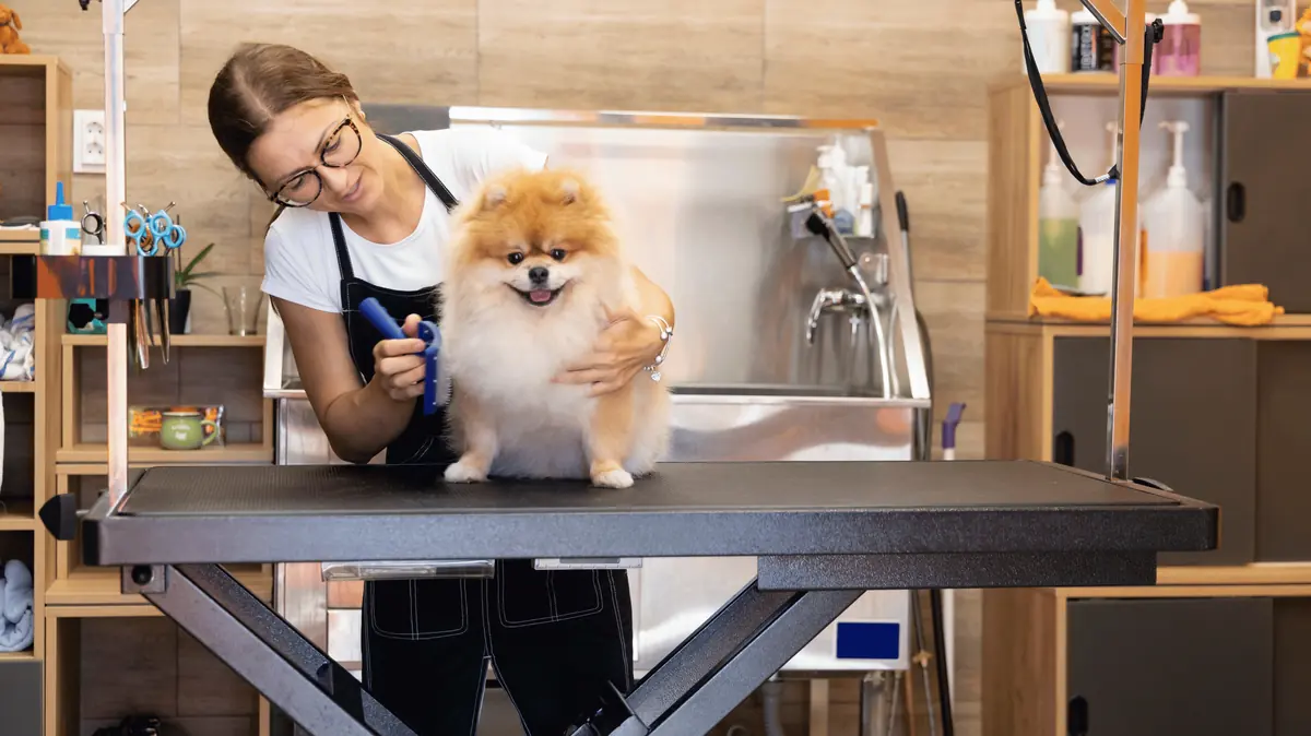 A pet groomer brushing a small dog